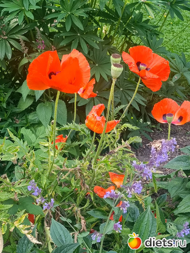 Маки - красавцы, альбом: Путь в Лавру. День 8. 23г