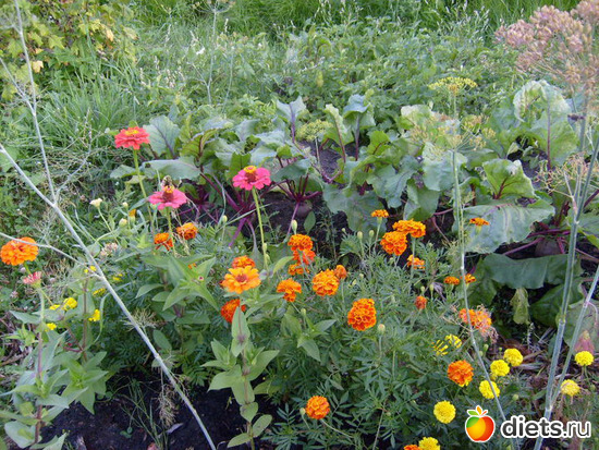 1 фото: Огород