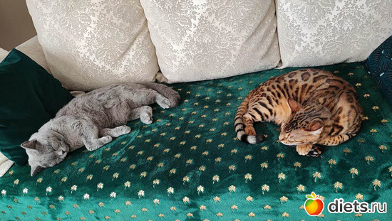 Hugo es Karim cica, : Cicak-kutyak/Haziallattok/