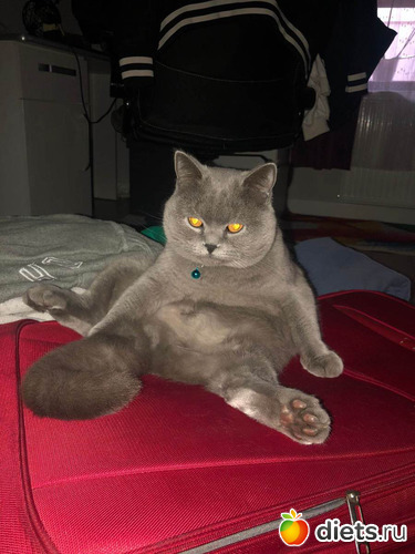 Hugo pihen, альбом: Cicak-kutyak/Haziallattok/