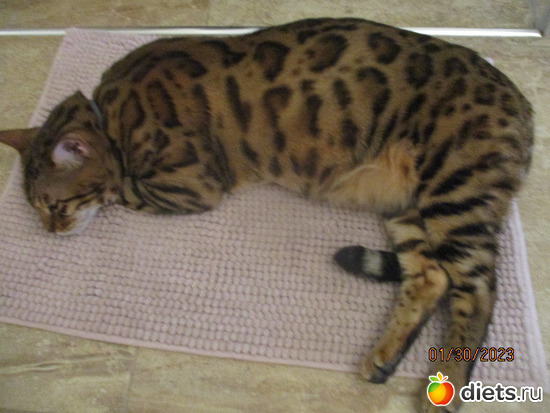 Karim szinten pihen, : Cicak-kutyak/Haziallattok/