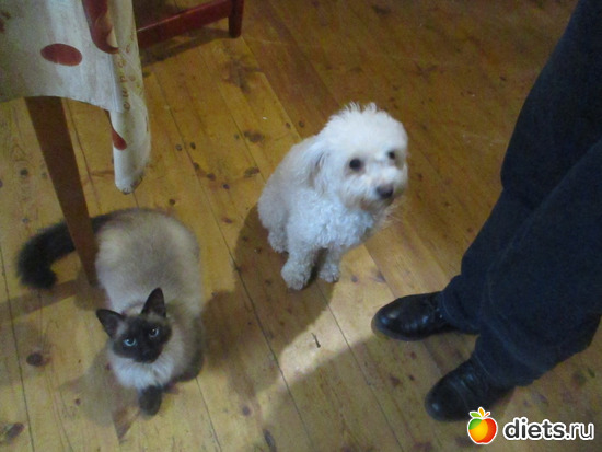 Bizsu kutyus es Cilla cica a ket jobarat, : Cicak-kutyak/Haziallattok/