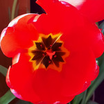 ������� � ����-�������� �� �������.