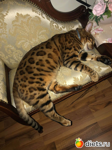 Karim szinten pihen, : Cicak-kutyak/Haziallattok/