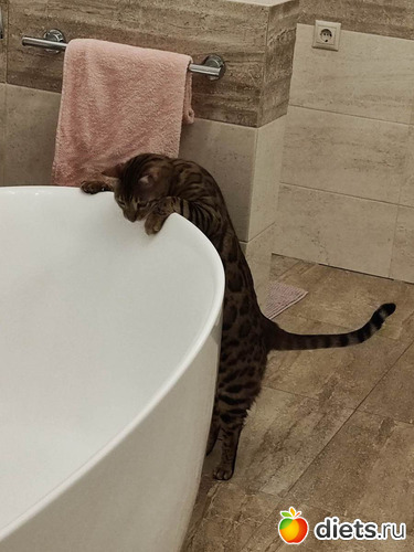 Van viz a kadban?, : Cicak-kutyak/Haziallattok/