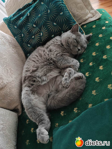 Hugo nagyon faradt, : Cicak-kutyak/Haziallattok/