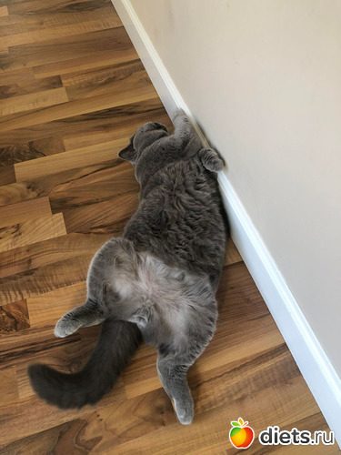 Igy is lehet pihenni, : Cicak-kutyak/Haziallattok/