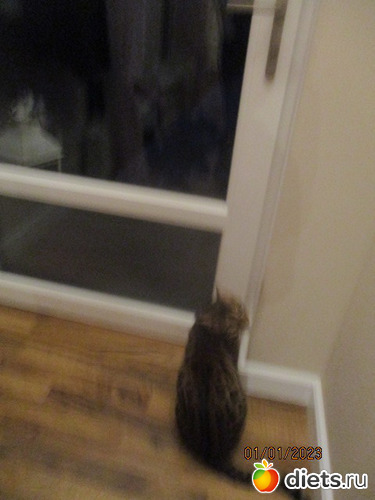 Nem akar kinyilni az ajto, : Cicak-kutyak/Haziallattok/