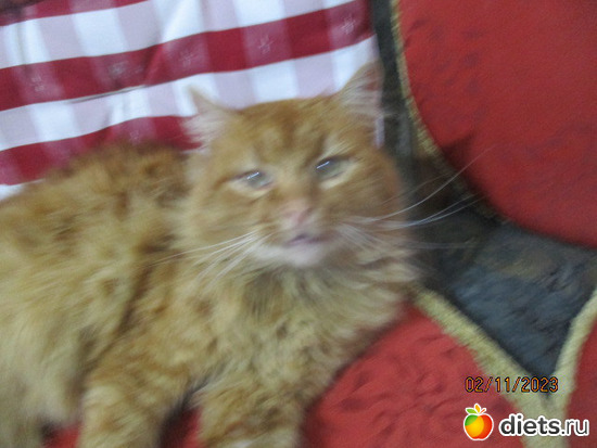 Goldi pihen, альбом: Cicak-kutyak/Haziallattok/