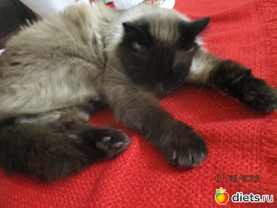 Piheno ora Cillanak, : Cicak-kutyak/Haziallattok/