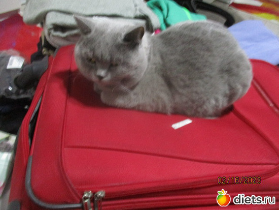 Hugo vigyazza a taskat gazdi megint elutazik, : Cicak-kutyak/Haziallattok/