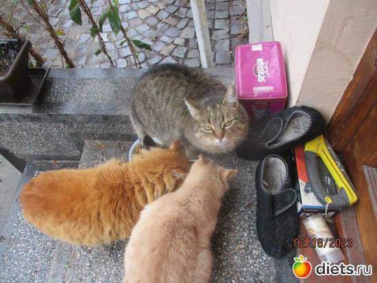 Cic,Goldi es Moris reggeliznek, : Cicak-kutyak/Haziallattok/