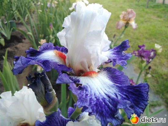 4 фото: Красивое