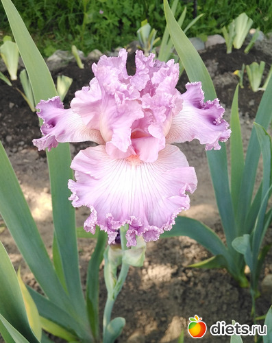 1 фото: Красивое