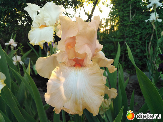 3 фото: Красивое