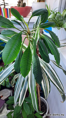   ,  ))), : -2022/2023