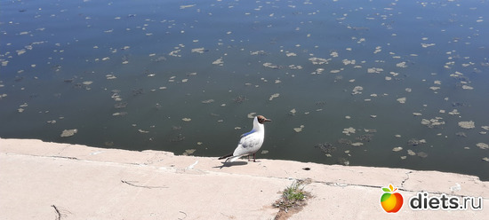 чайки на набережной, альбом: Астана Зима/весна/лето 2023