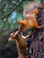 �� ������ � �����/�������/ ��������/ ��� ������