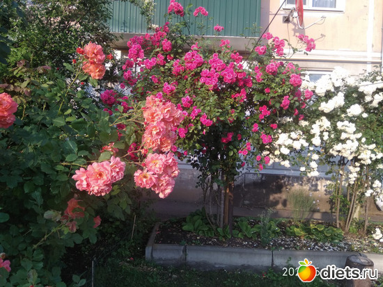 9 фото: ЦВЕТЫ