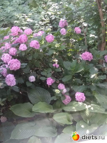 4 фото: ЦВЕТЫ