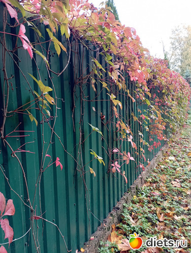 14 фото: Перспективы