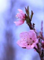 49-50 дни. Рестик и прочее