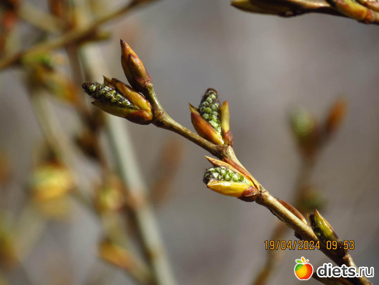 это так красиво, альбом: апрель/май 2024