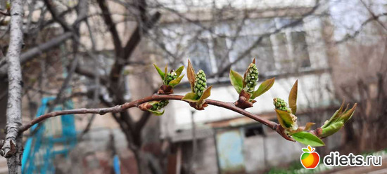 весна!, альбом: апрель/май 2024