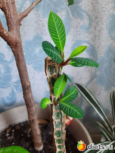 боец!!!, альбом: апрель/май 2024