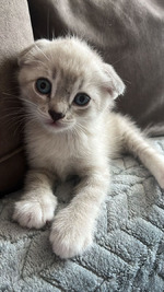 �������� ������ �������/ ����� �����-���������� ��������� - ����� ���� ����