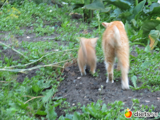 с мамой))), альбом: Ишим