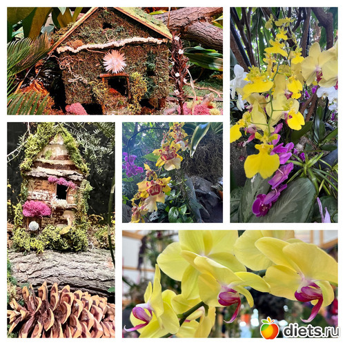 1 фото: Орхидеи 2024