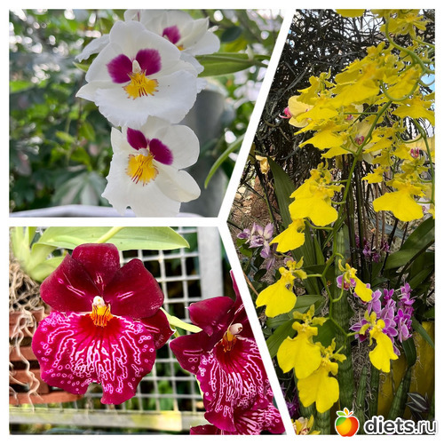 3 фото: Орхидеи 2024
