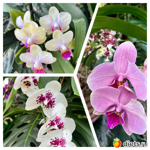 4 фото: Орхидеи 2024