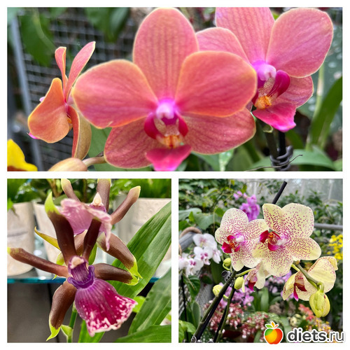 5 фото: Орхидеи 2024