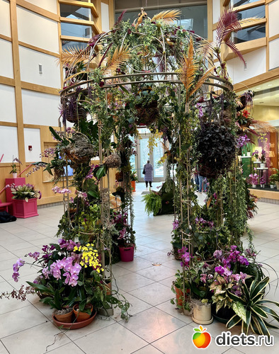 6 фото: Орхидеи 2024