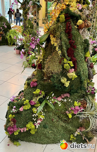 7 фото: Орхидеи 2024