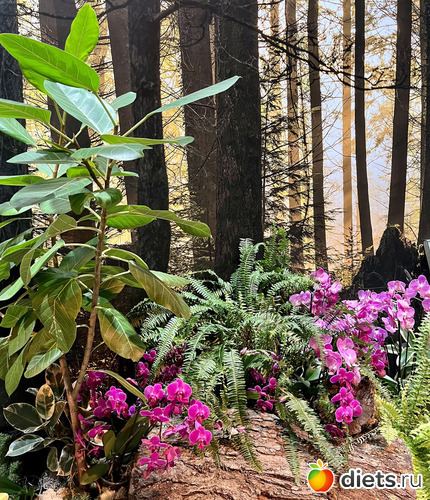 8 фото: Орхидеи 2024