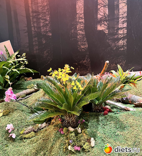 9 фото: Орхидеи 2024