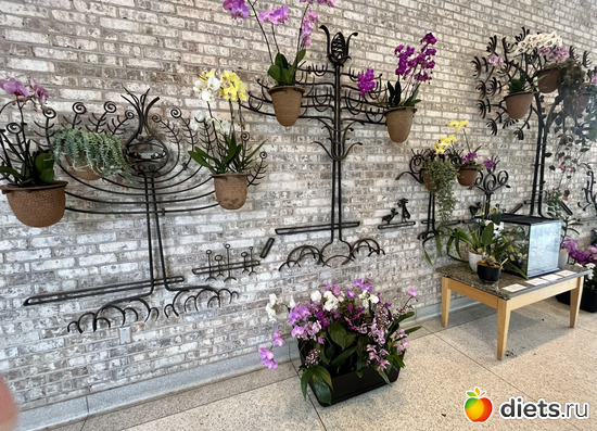 12 фото: Орхидеи 2024