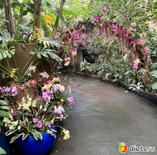 13 фото: Орхидеи 2024