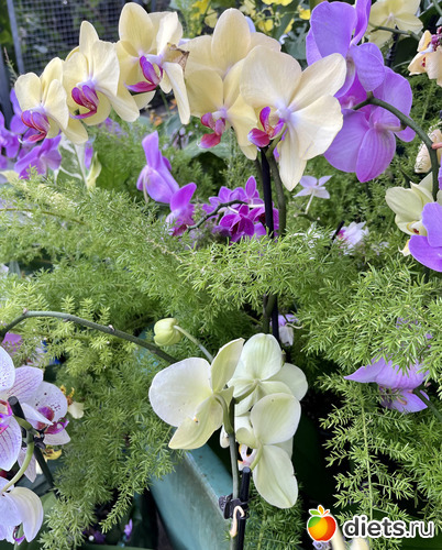 16 фото: Орхидеи 2024