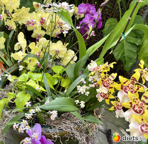 17 фото: Орхидеи 2024