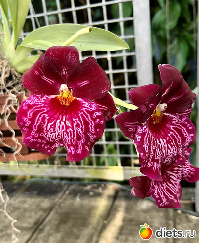 18 фото: Орхидеи 2024