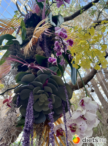 19 фото: Орхидеи 2024