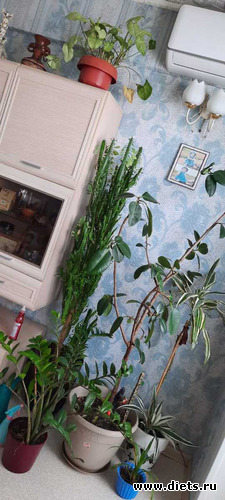 моя типа оранжерея по состоянию на 21.02.24, альбом: февраль/март 2024