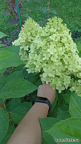 2 фото: ЛилинЦветник