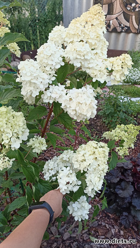 3 фото: ЛилинЦветник