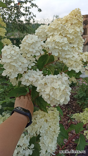 4 фото: ЛилинЦветник