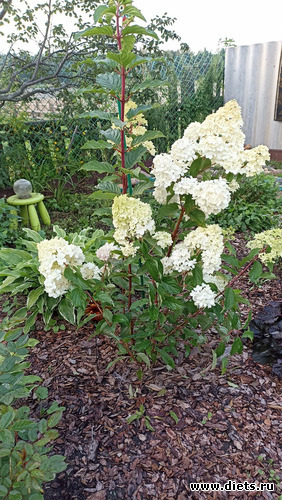 5 фото: ЛилинЦветник